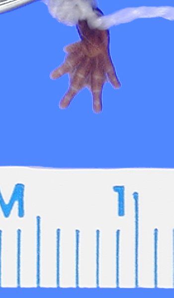 Media type: image; Herpetology A-30427